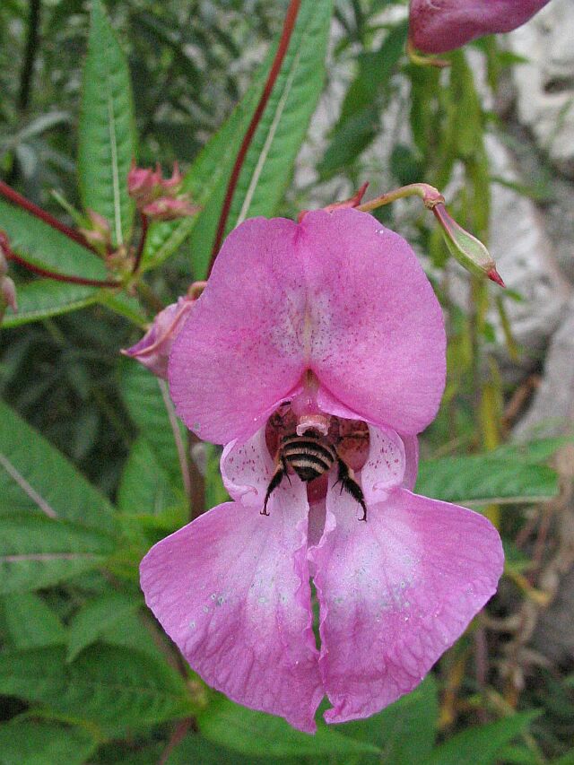 Bombus lucorum